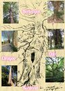 Arbres remarquables gabéricois