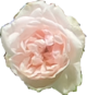 RosedeVerdun.png