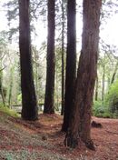 AffSequoiasOdet.jpg