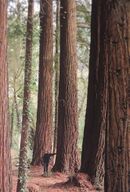 SequoiaOdet2018Jezegou.jpg